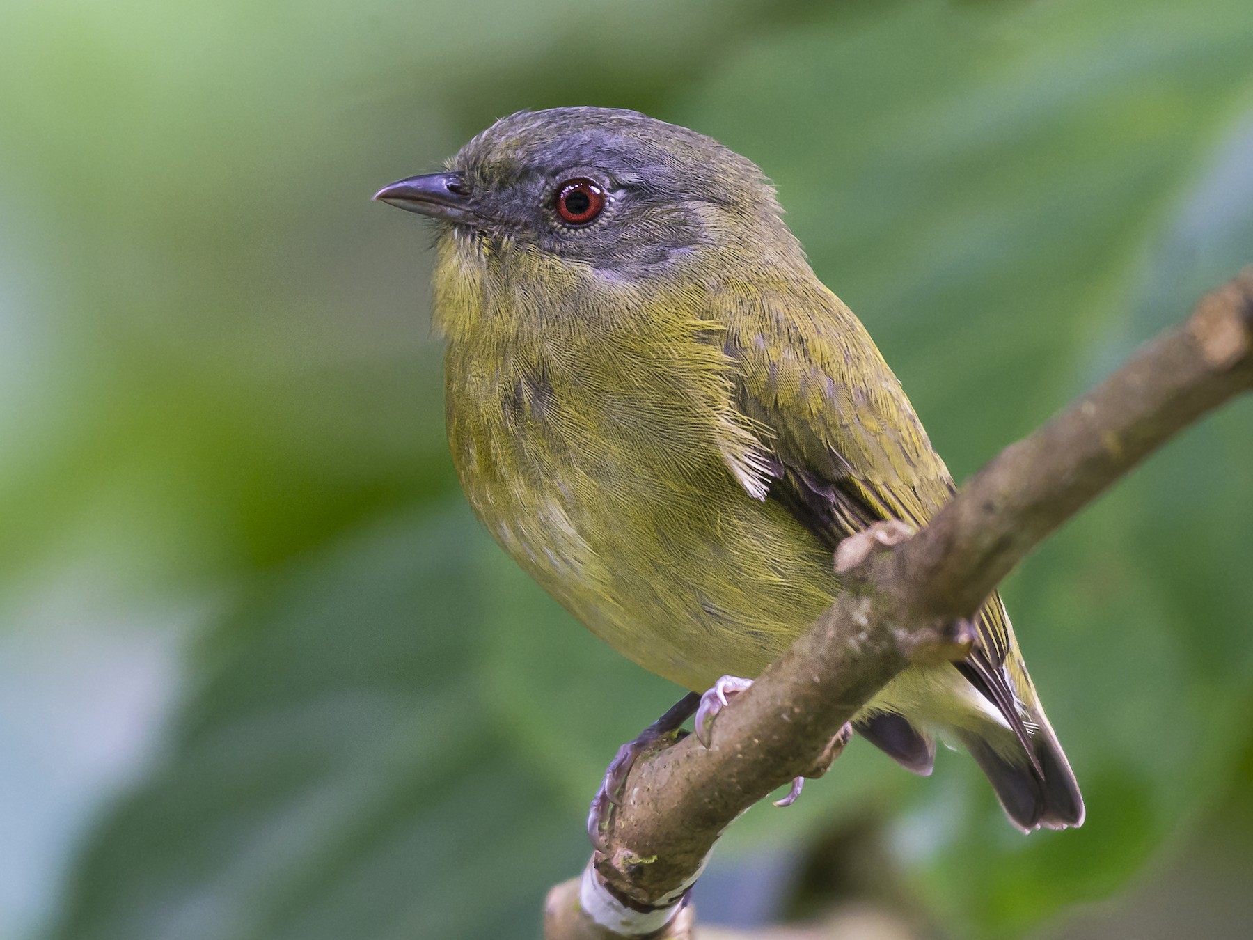 Whitecrowned Manakin eBird