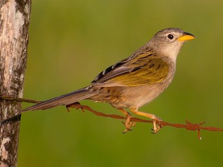  - Wedge-tailed Grass-Finch
