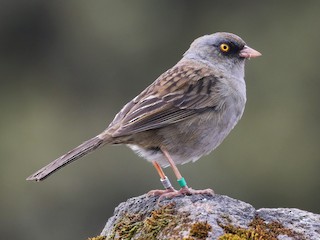  - Volcano Junco