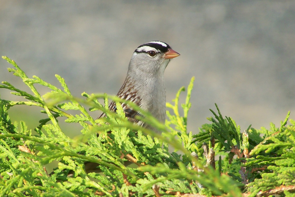 White-crowned Sparrow - ML243802021