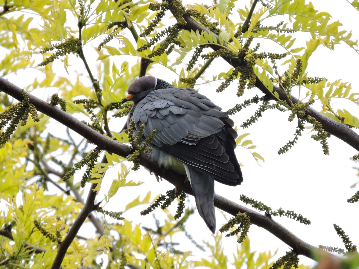 Band-tailed Pigeon - Aaron Roberge