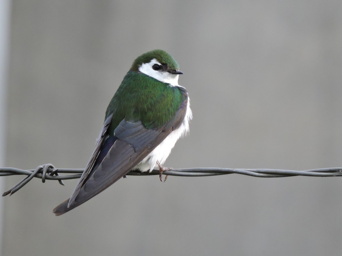 Violet-green Swallow - Aaron Roberge