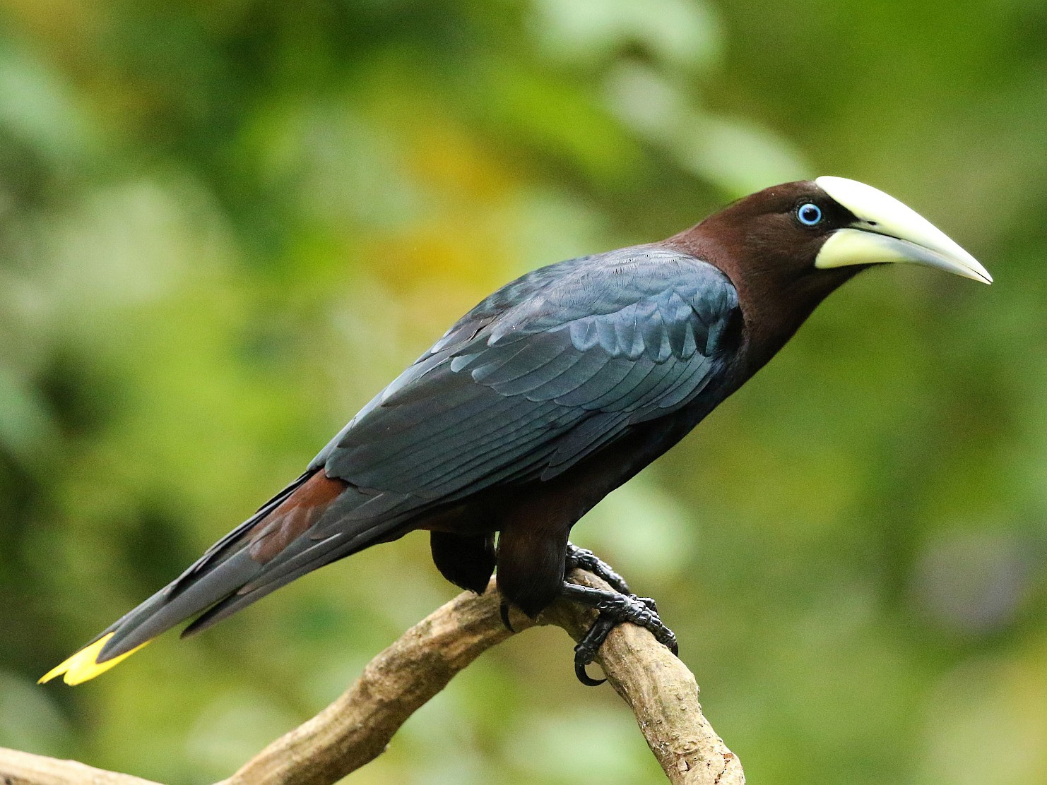 Startled by the strange beauty of Psarocolius wagleri – News HDH