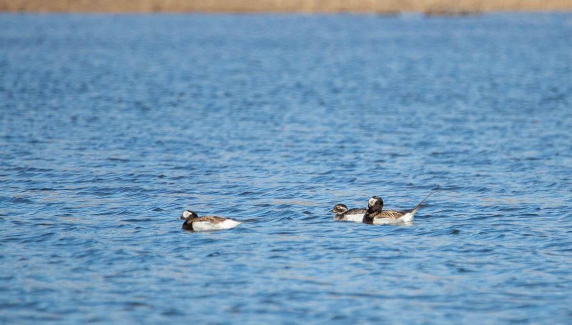 Long-tailed Duck - ML243804171