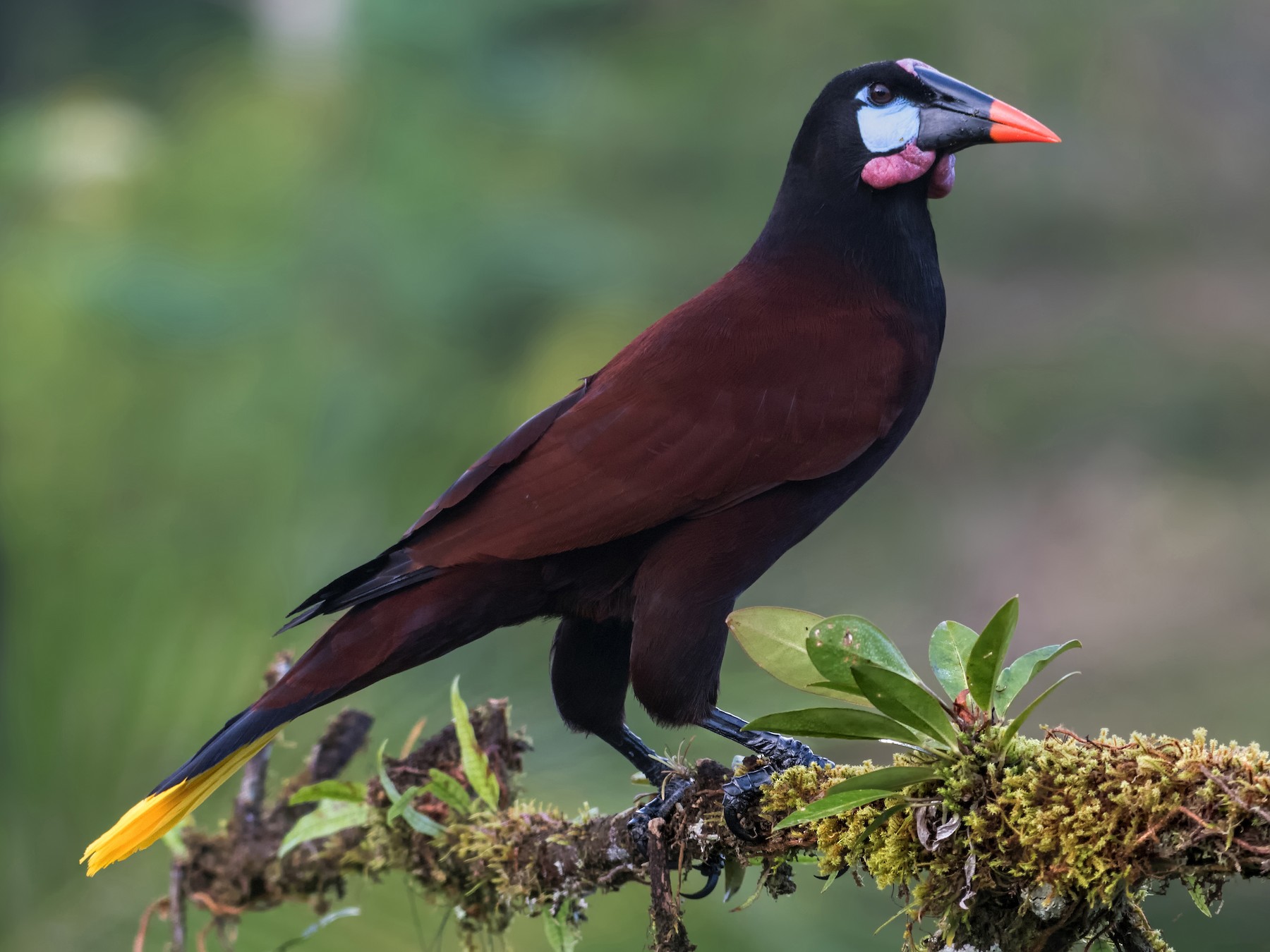 Montezuma Oropendola - Jeff Maw