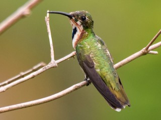 パナママンゴーハチドリ - eBird