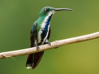 パナママンゴーハチドリ - eBird