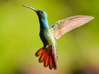 パナママンゴーハチドリ - eBird