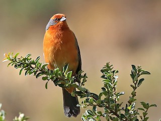  - Cochabamba Mountain Finch