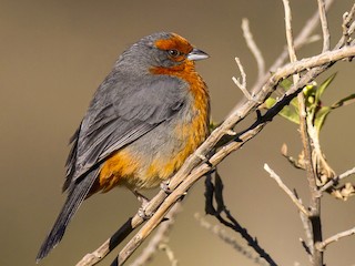  - Cochabamba Mountain Finch