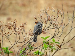  - Cochabamba Mountain Finch