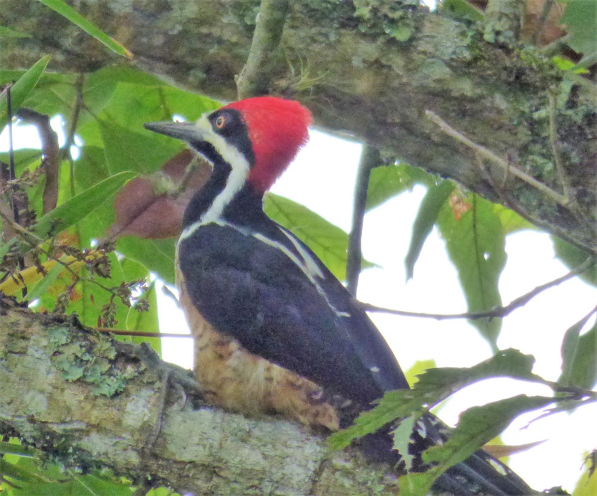 Powerful Woodpecker - Teresita Varon