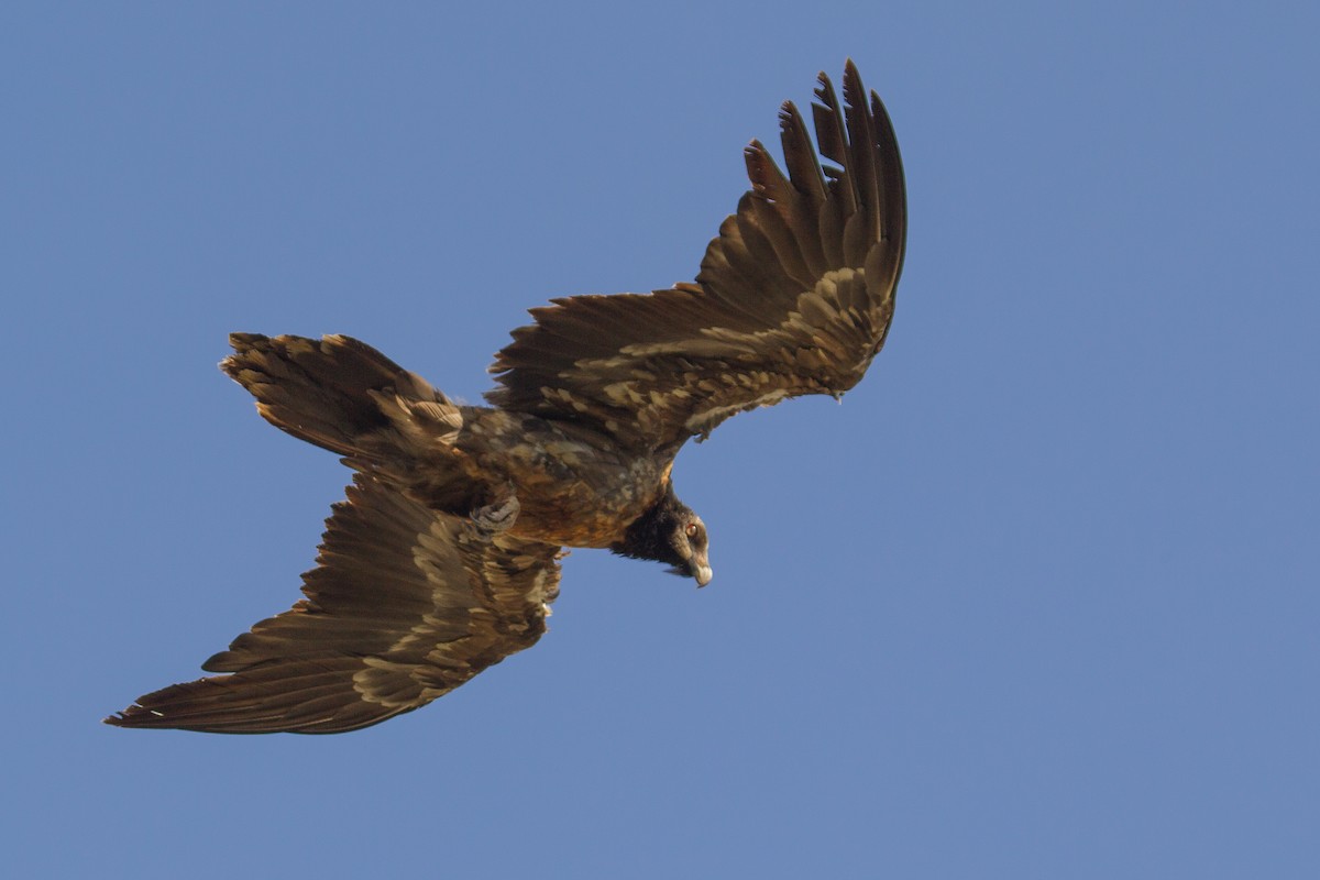 Bearded Vulture (African) - ML243818421