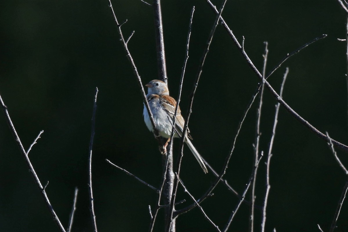 Field Sparrow - ML243820751
