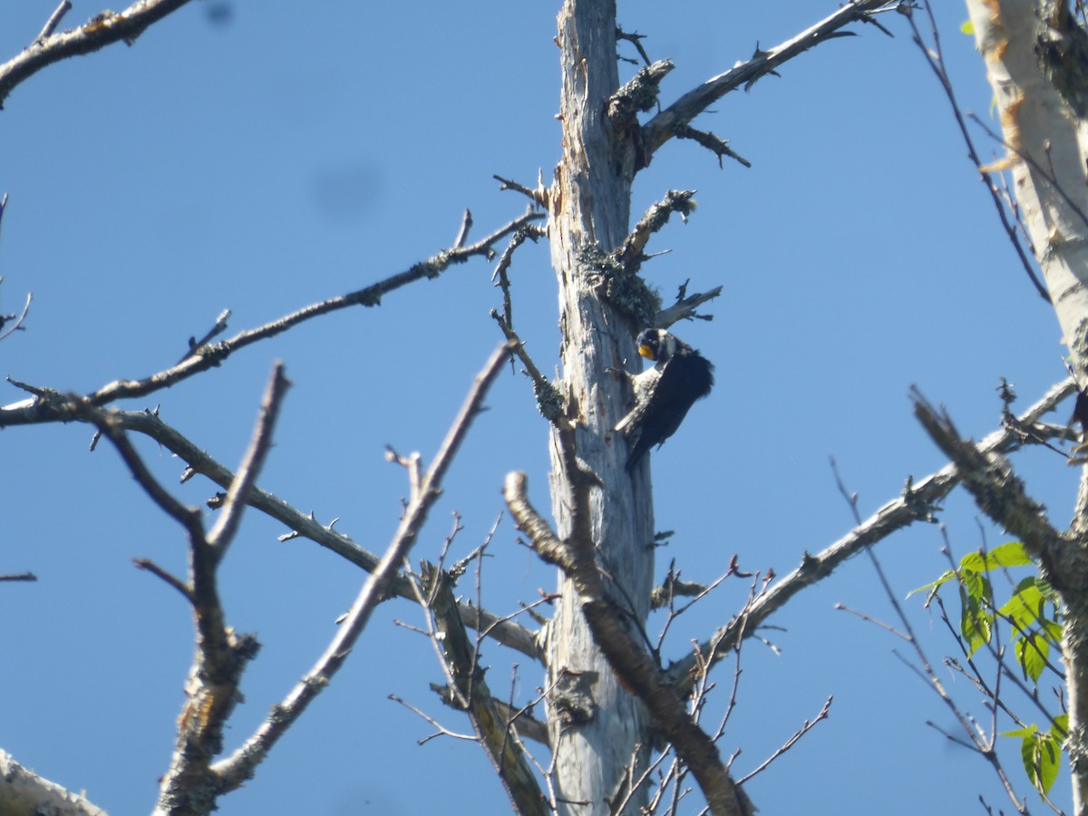 Black-backed Woodpecker - ML243820921