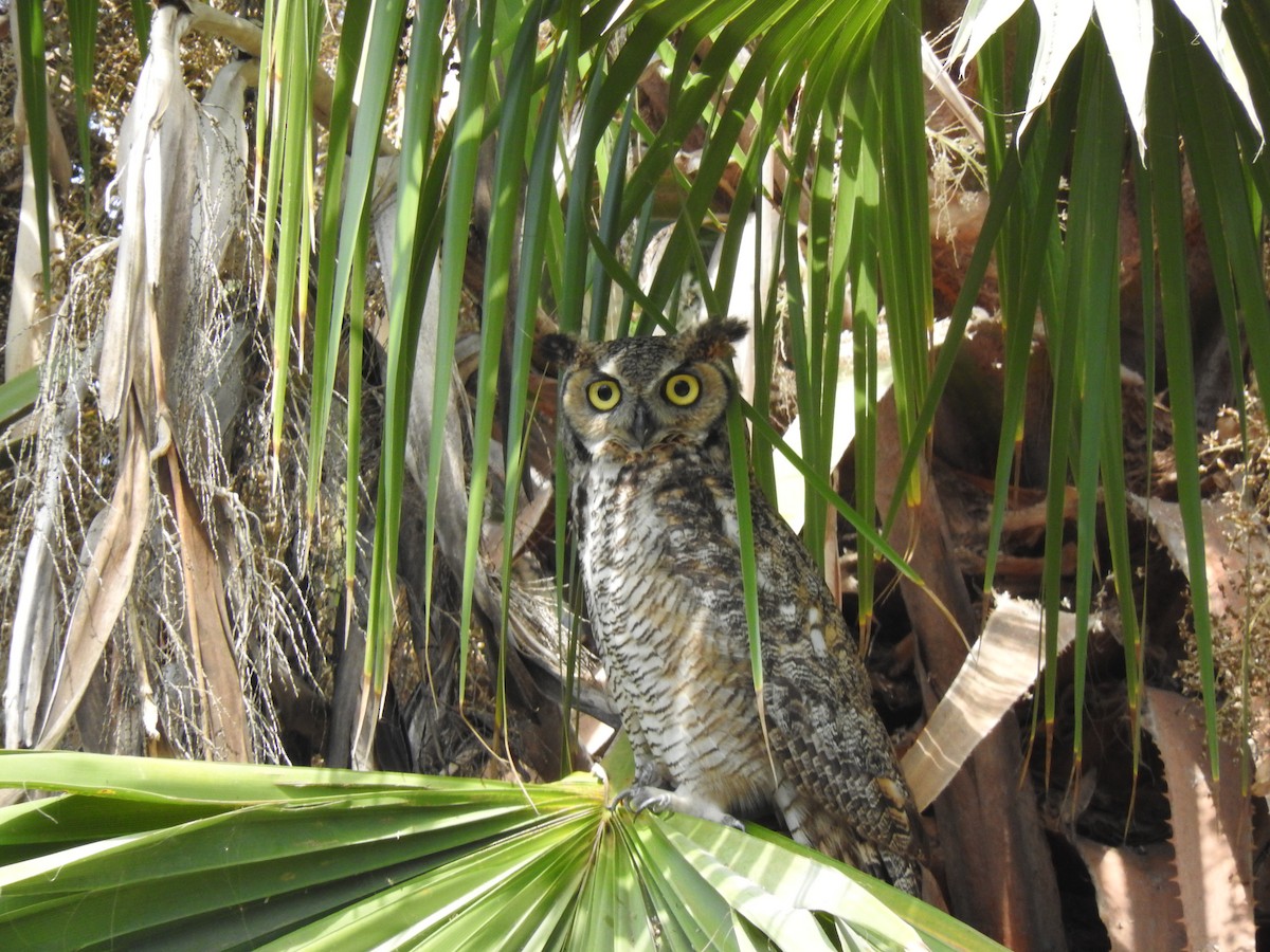 Great Horned Owl - ML243821081