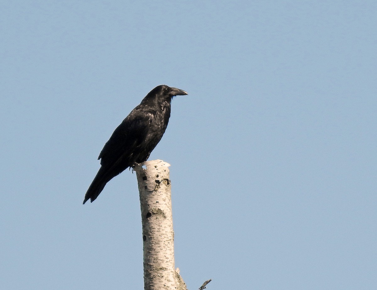 Common Raven - Theresa Dobko (td birder)