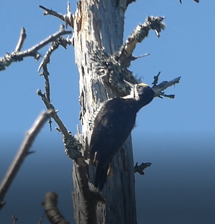 Black-backed Woodpecker - ML243821271