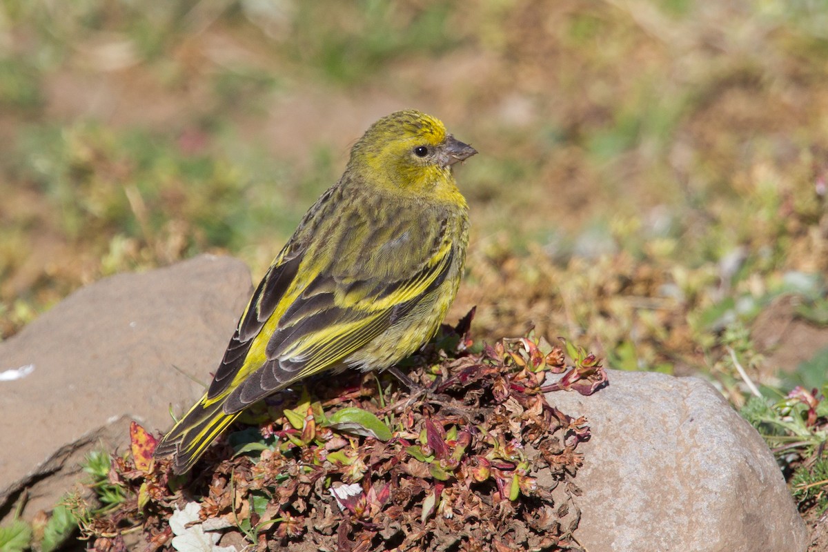 Yellow-crowned Canary - ML243821921