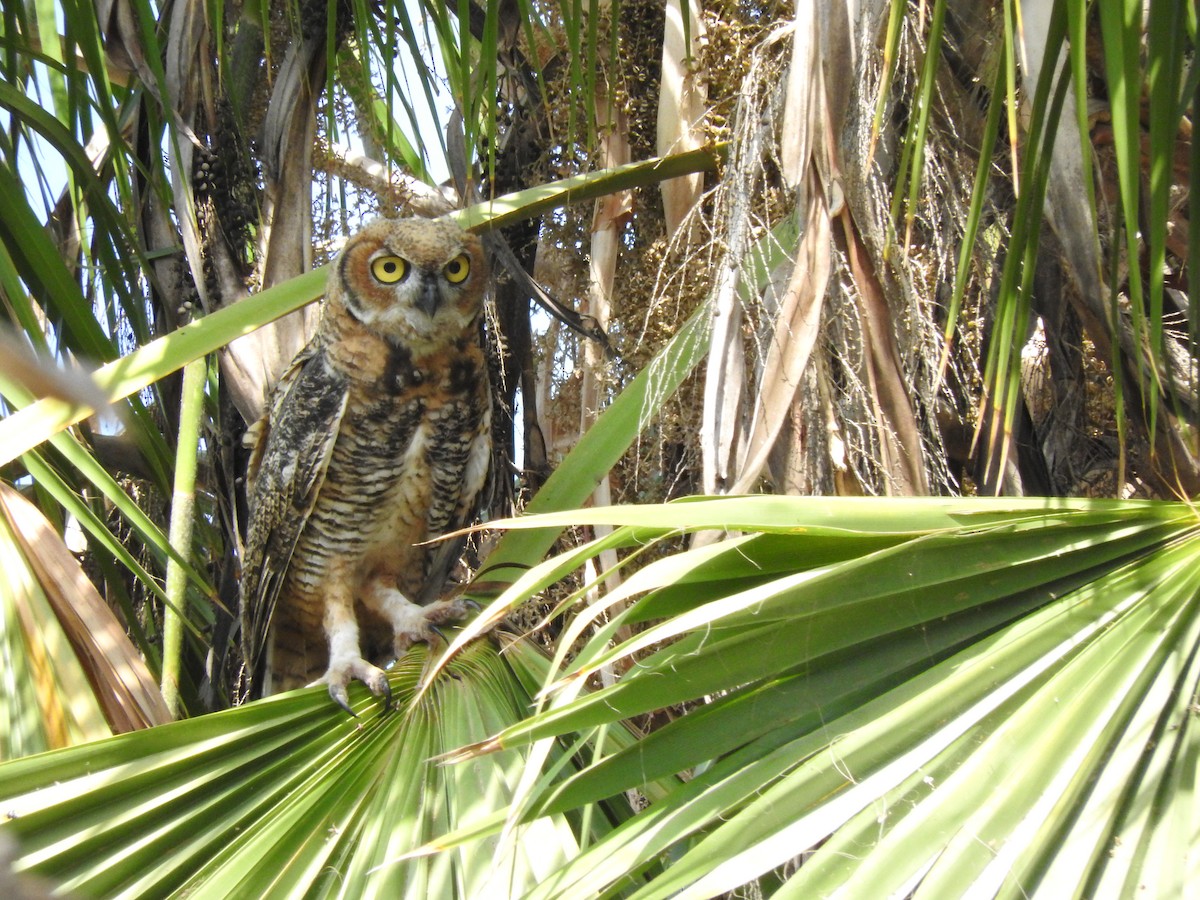 Great Horned Owl - ML243821971