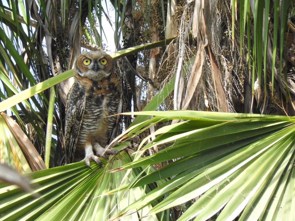 Great Horned Owl - ML243822001