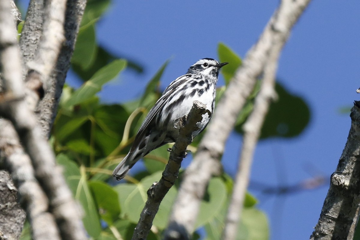 Black-and-white Warbler - ML243822071