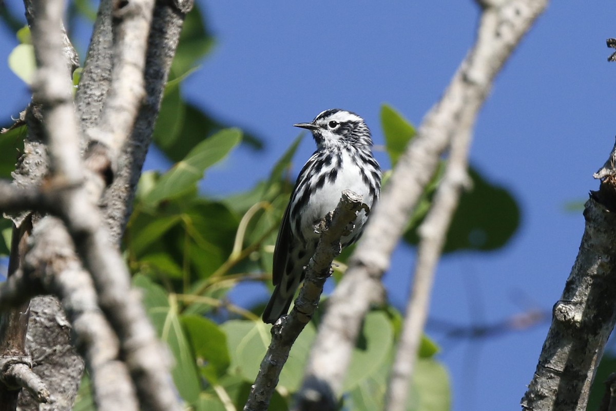 Black-and-white Warbler - ML243822081