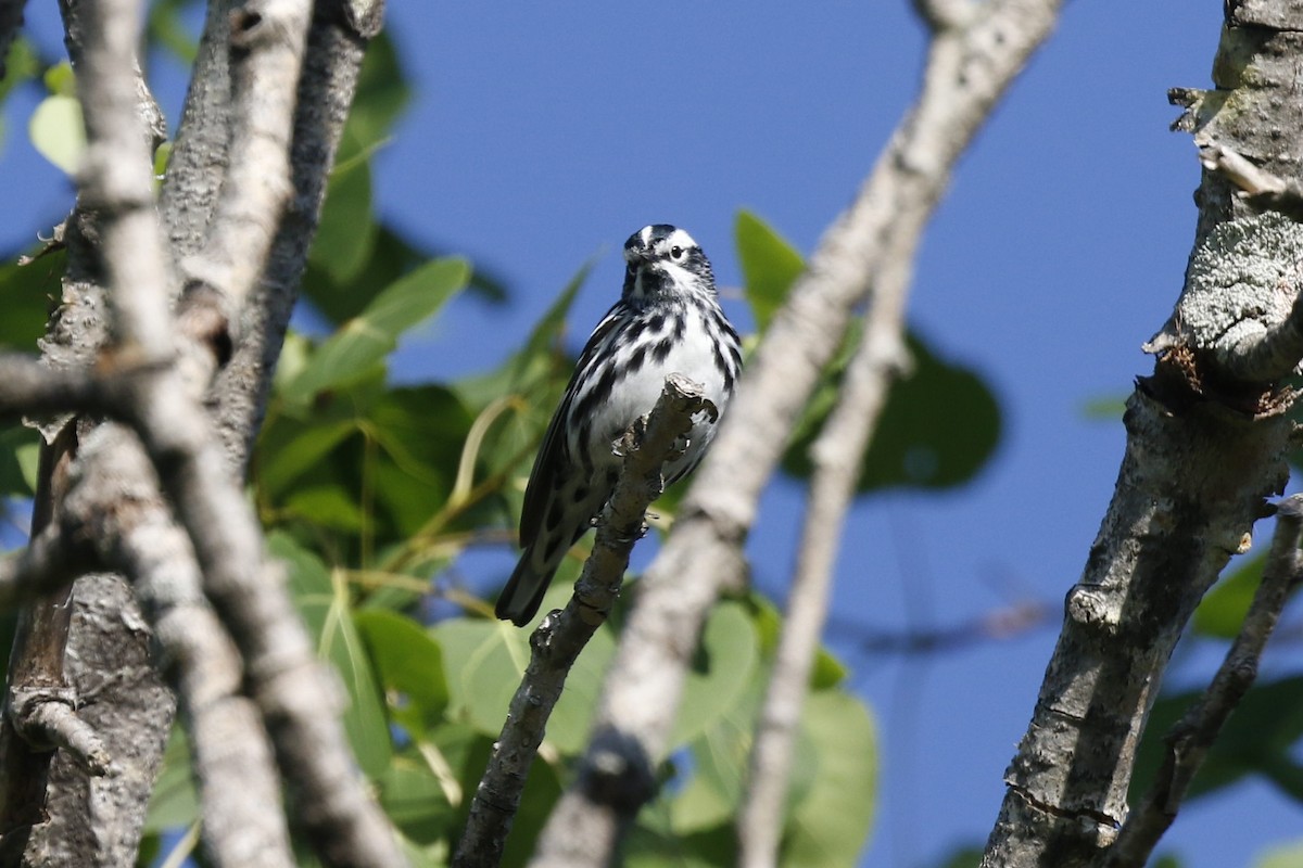 Black-and-white Warbler - ML243822091