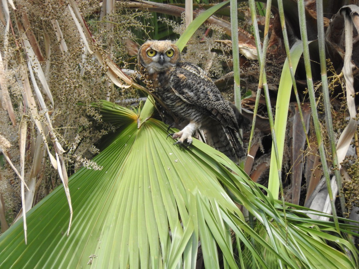 Great Horned Owl - ML243822111