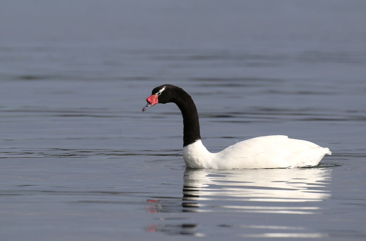 Black-necked Swan - Thomas Galewski