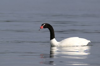 Black-necked Swan, ML243823821