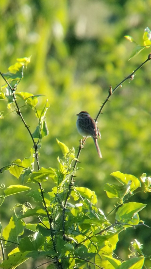 Clay-colored Sparrow - ML243829811