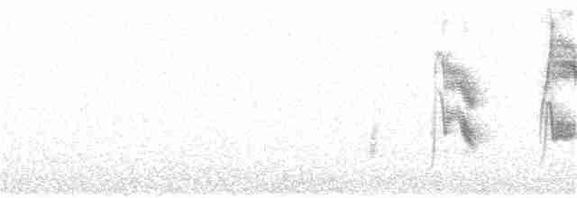 Пестрогорлый соловьиный дрозд - ML243830421