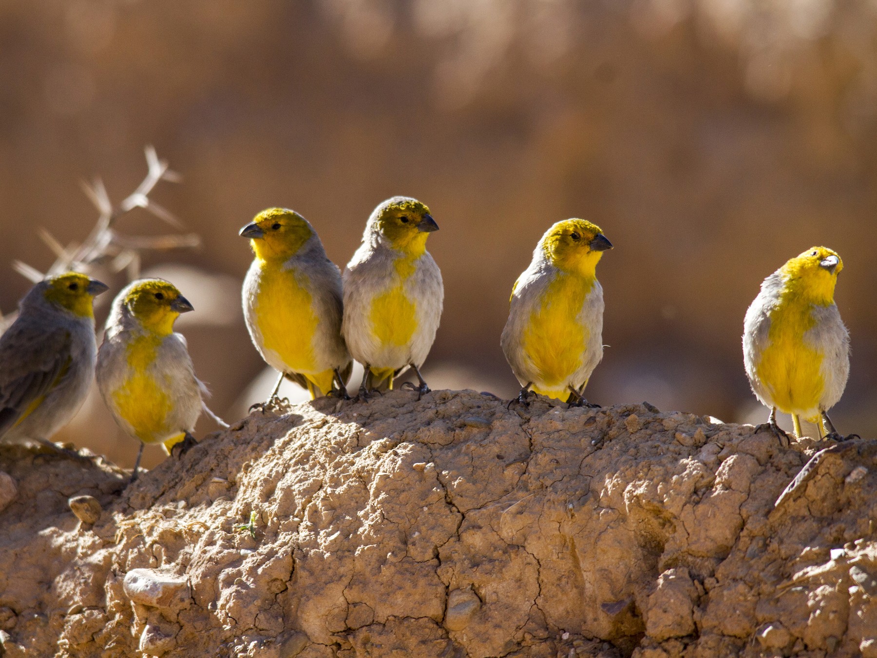 Citron-headed Yellow-Finch - Andres Vasquez Noboa