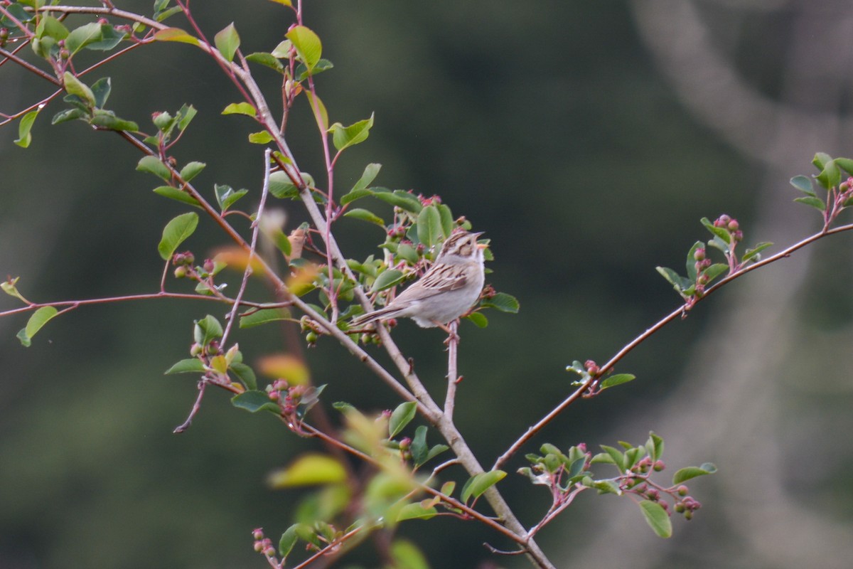 Clay-colored Sparrow - ML243834671