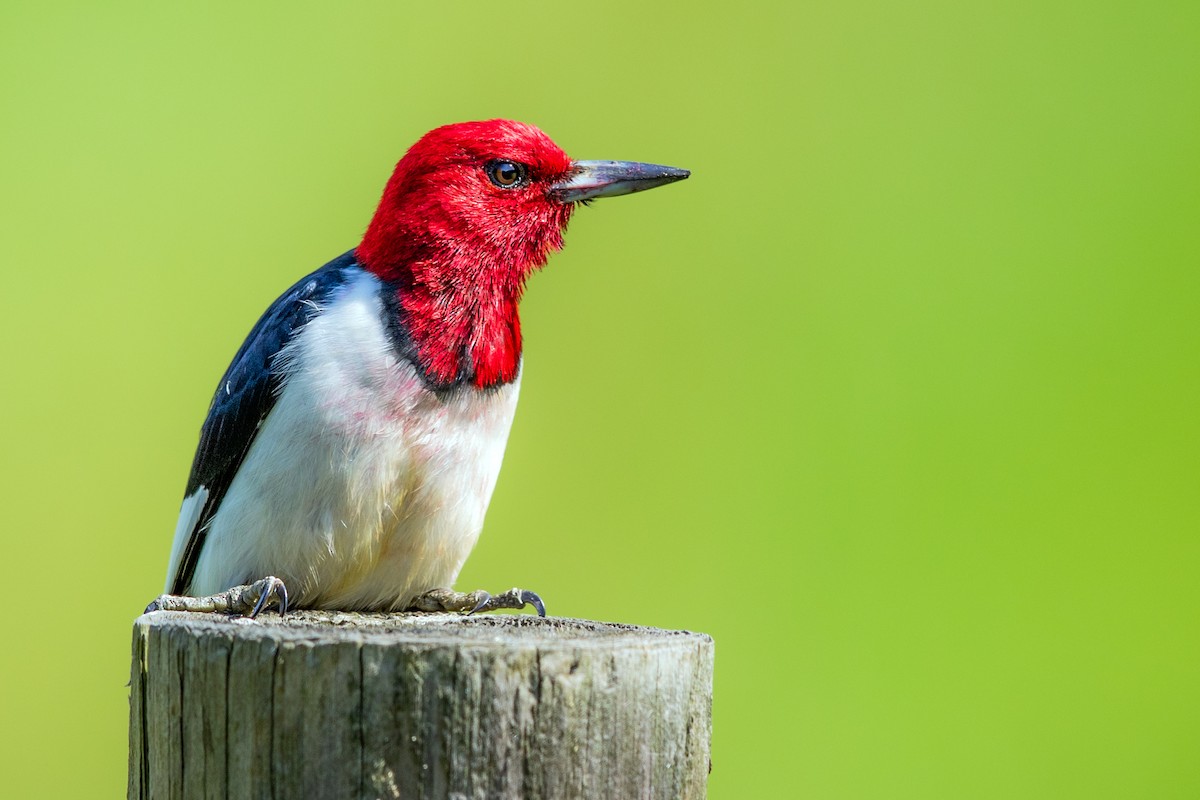 Red-headed Woodpecker - ML243836371