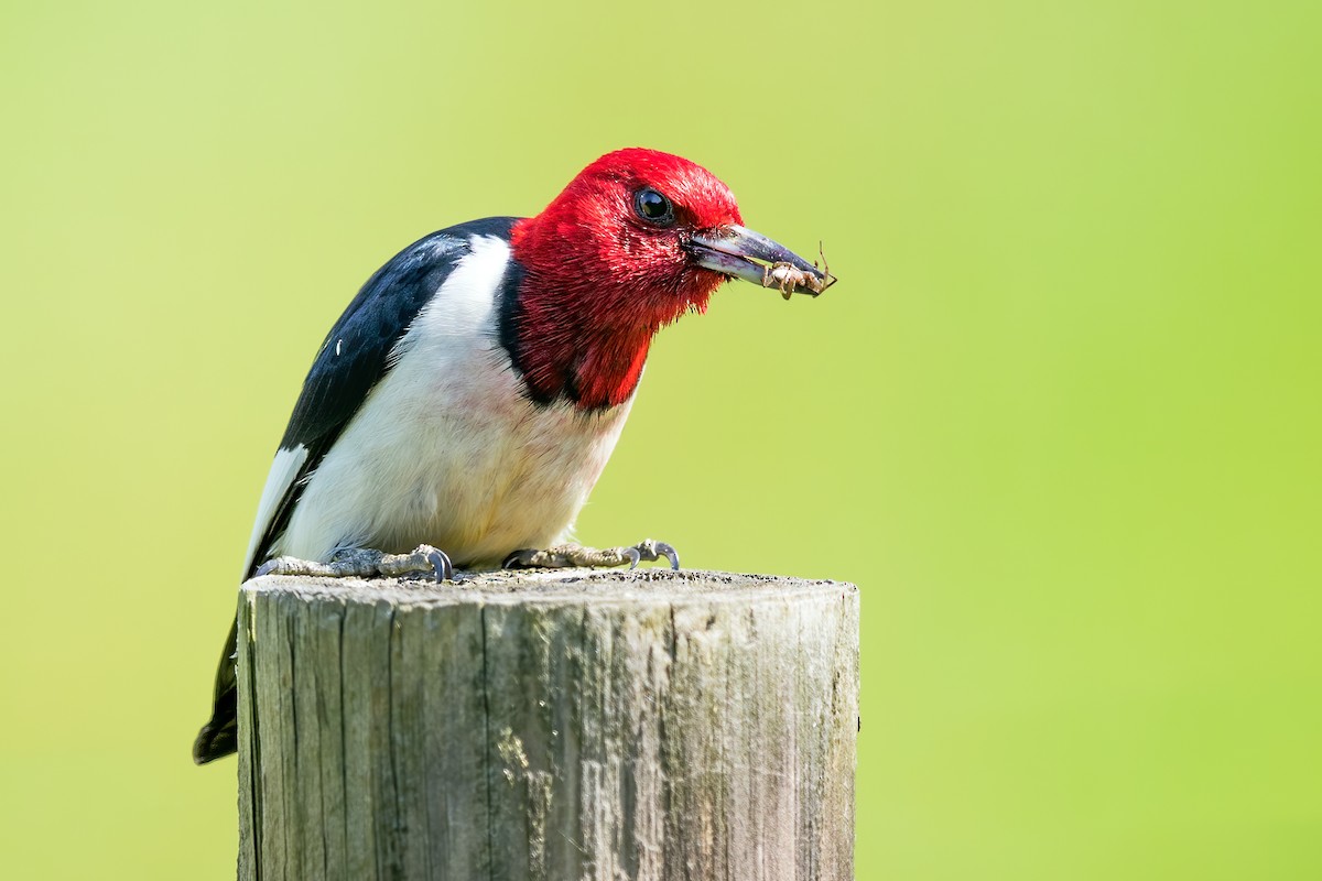 Red-headed Woodpecker - ML243836401