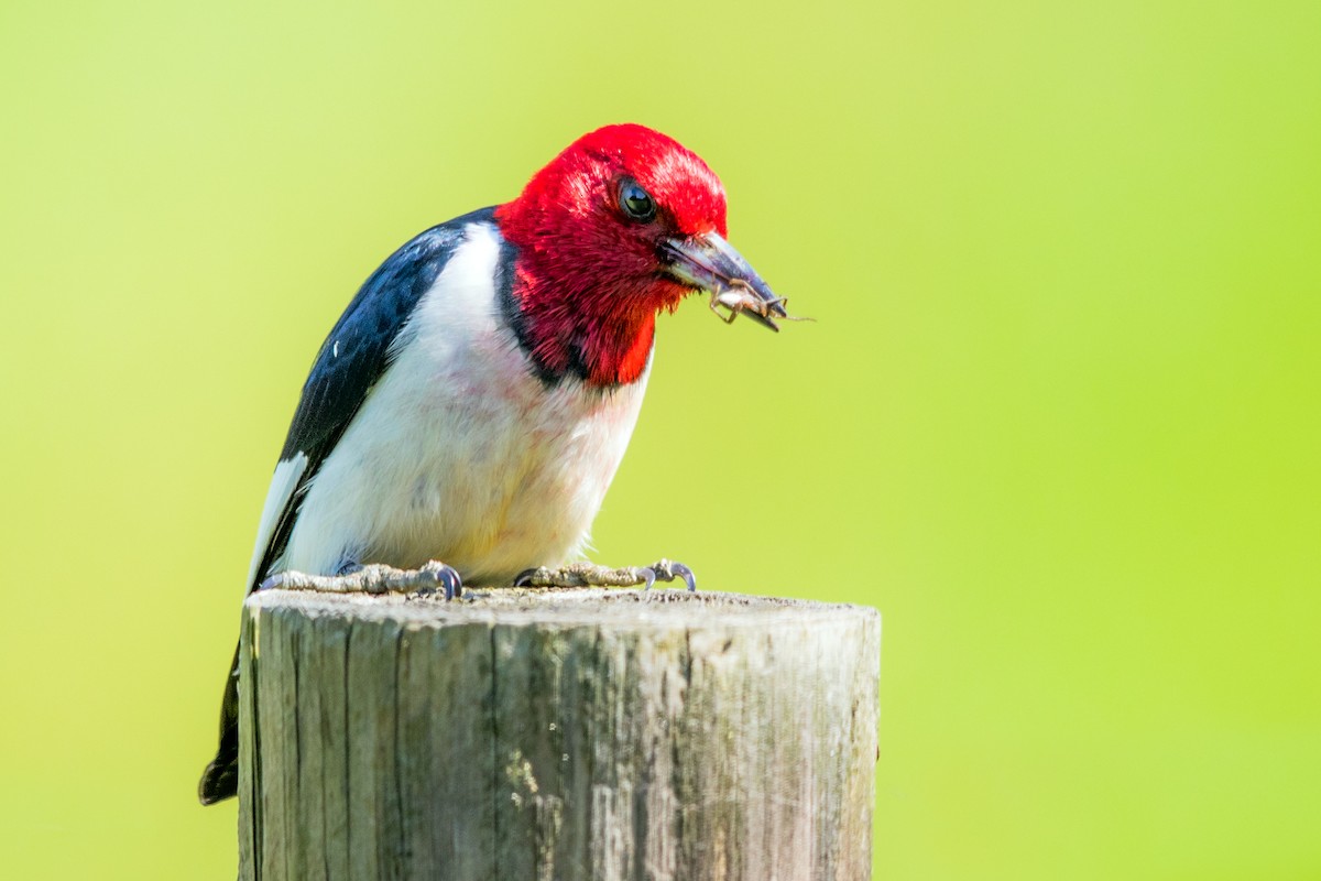 Red-headed Woodpecker - ML243836441