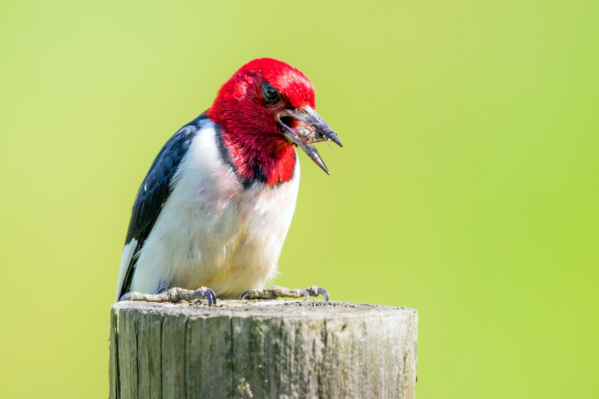 Red-headed Woodpecker - ML243836451