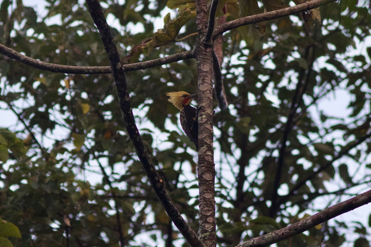 Blond-crested Woodpecker - ML243836571