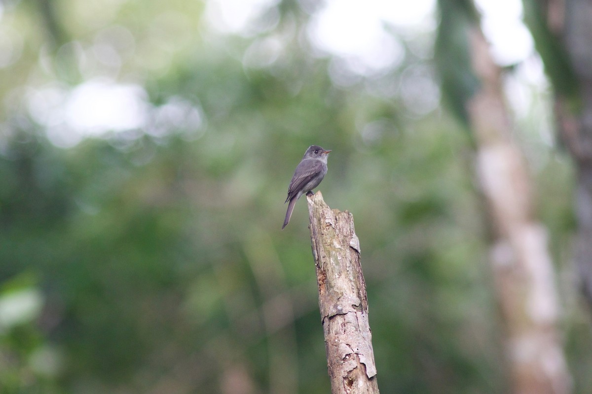 Southern Tropical Pewee - Gabriel Leite