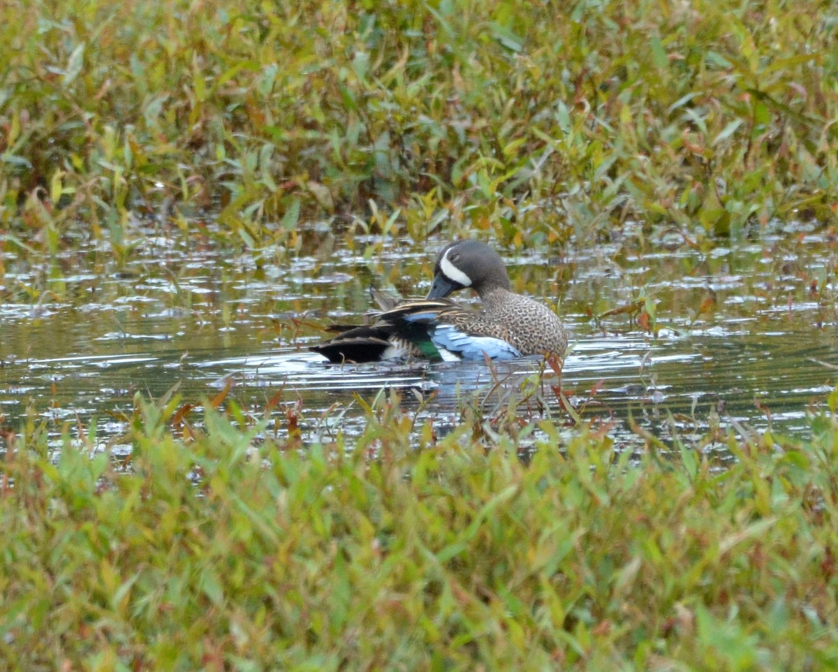 Blue-winged Teal - ML243838201