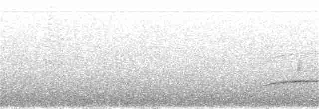 Tufted Antshrike - ML243838241