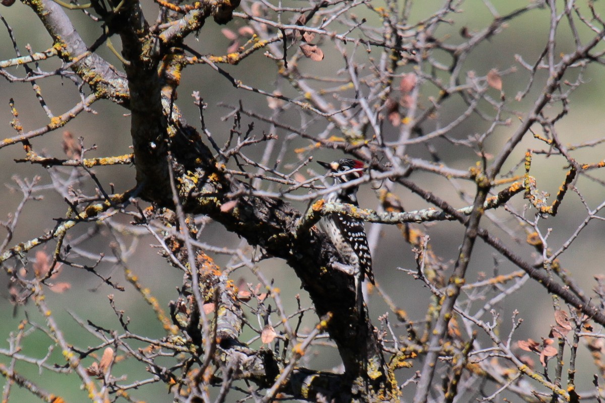Nuttall's Woodpecker - ML24383841