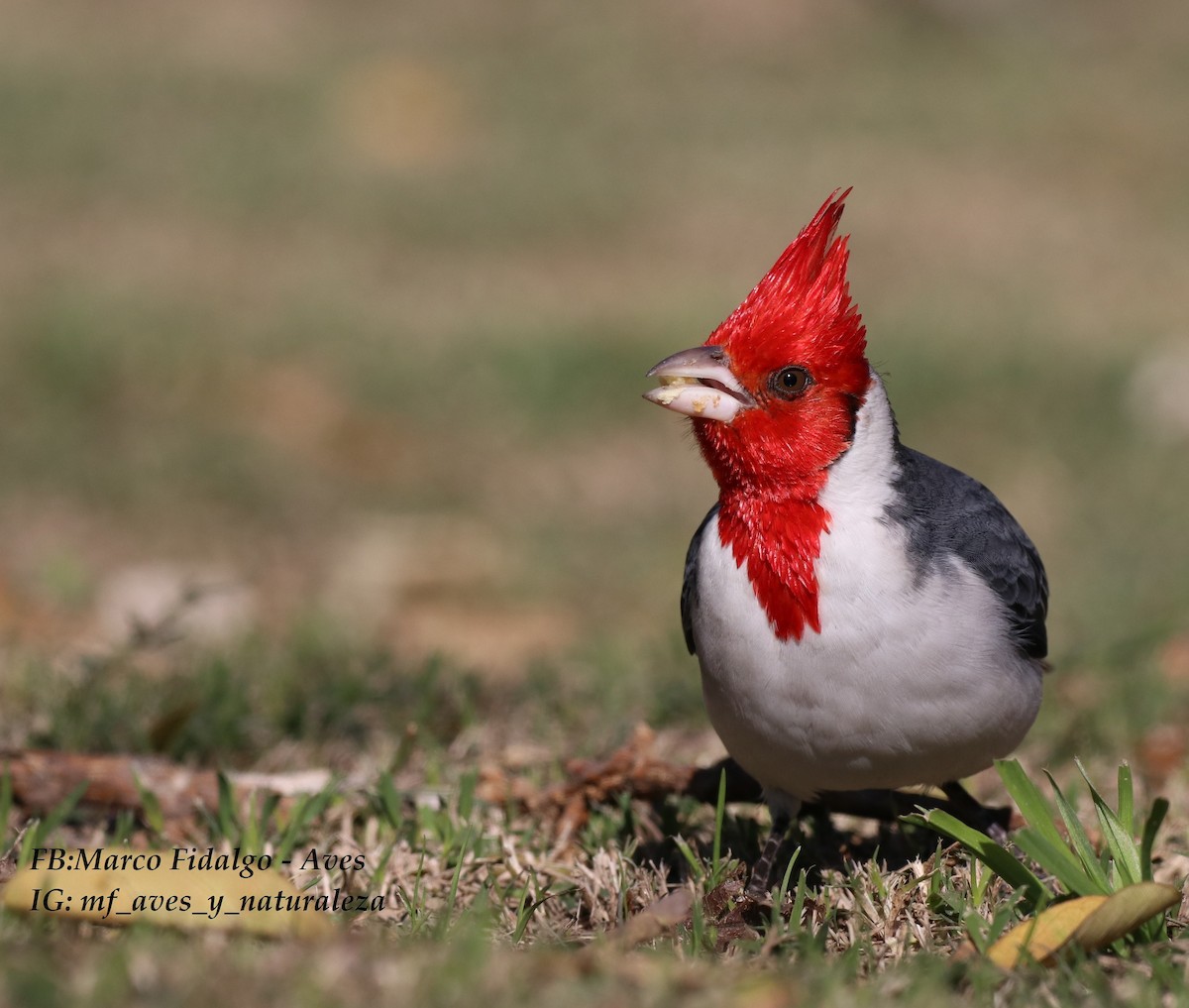 Red-crested Cardinal - Marco Fidalgo