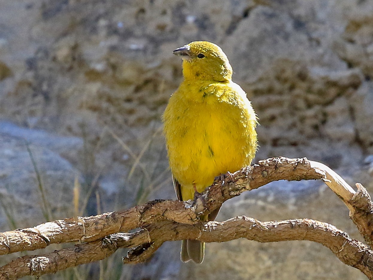 Monte Yellow-Finch - Phillip Edwards
