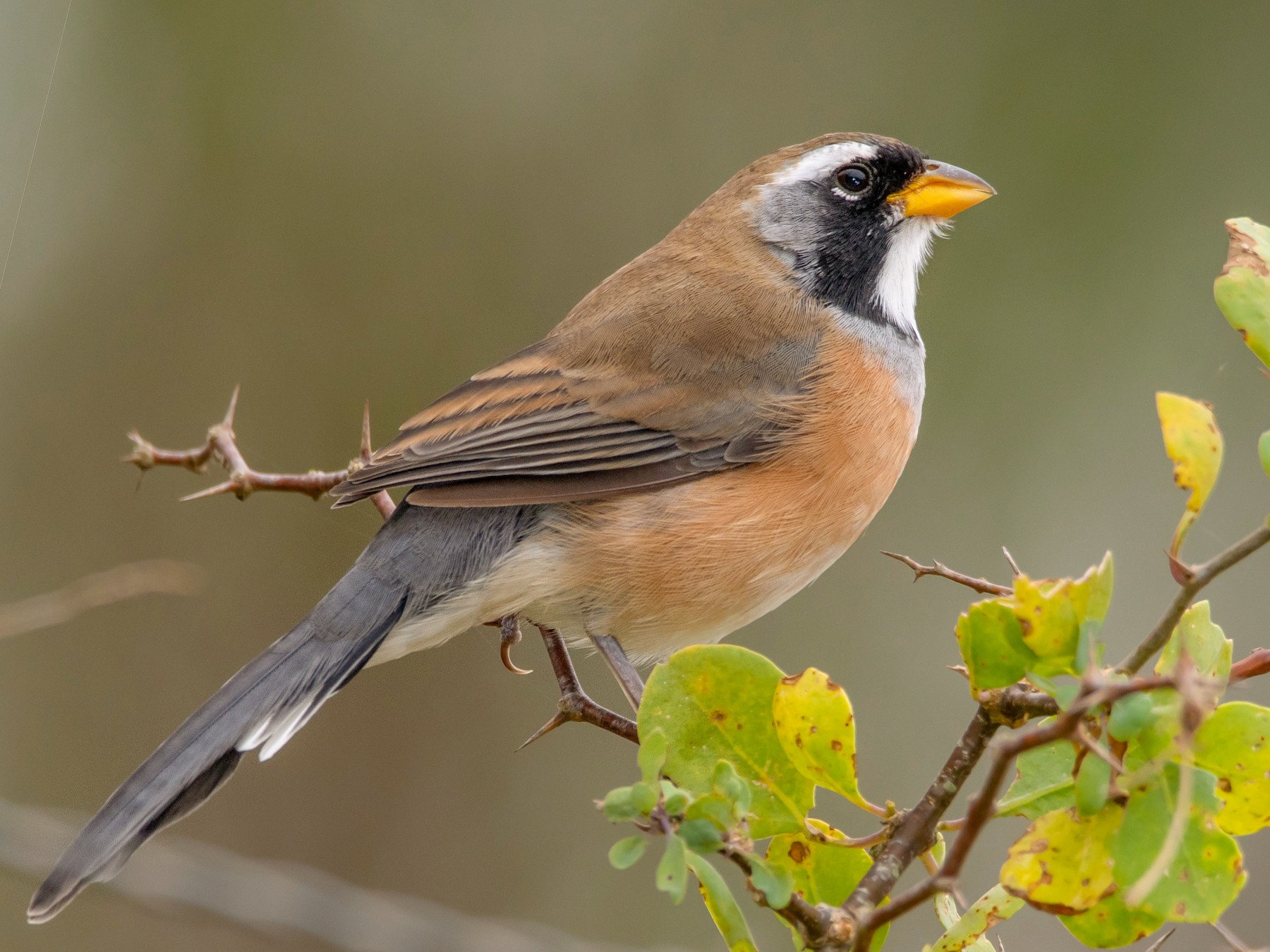 Many-colored Chaco Finch - Pablo Re