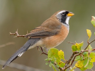  - Many-colored Chaco Finch