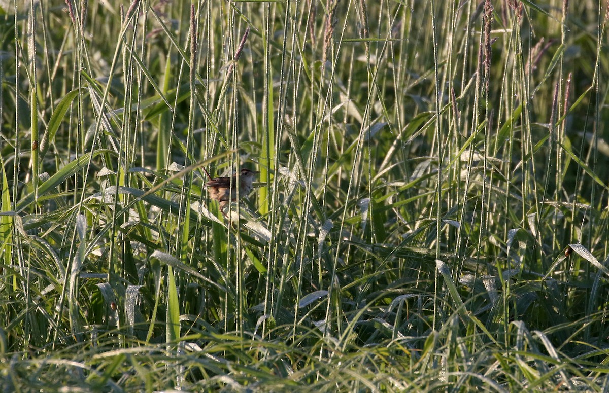 Marsh Wren (palustris Group) - ML243841831
