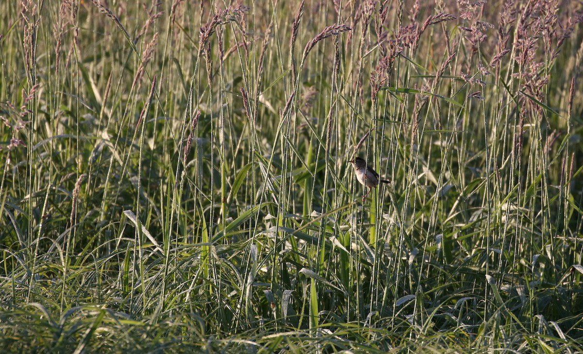 Marsh Wren (palustris Group) - ML243841841
